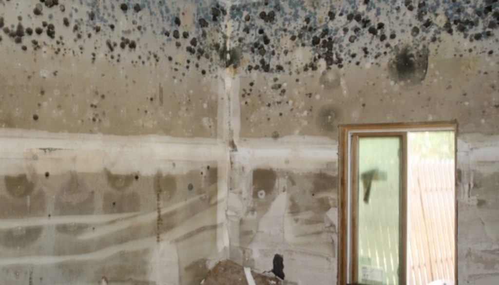 mold growth on walls and ceiling