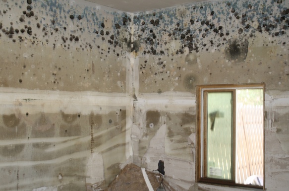 mold growth on walls and ceiling