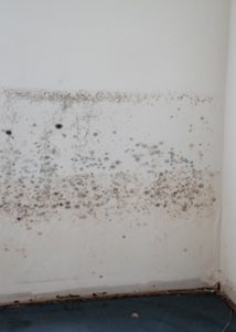 mold caused by water damage