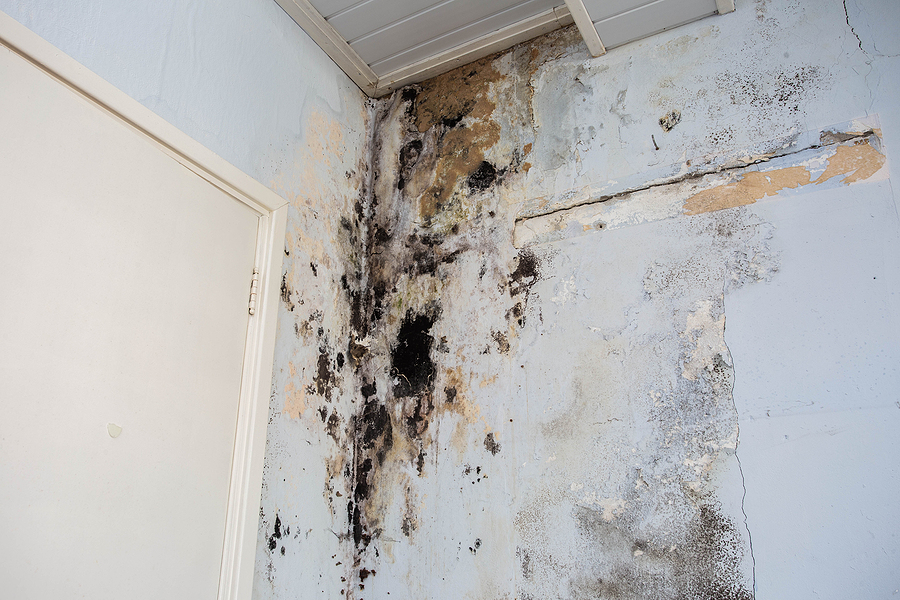 black mold growing on a wall