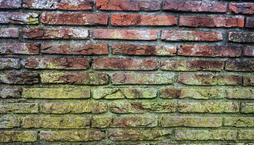 mold growing on a brick wall