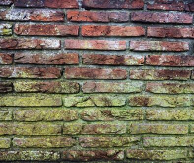 mold growing on a brick wall