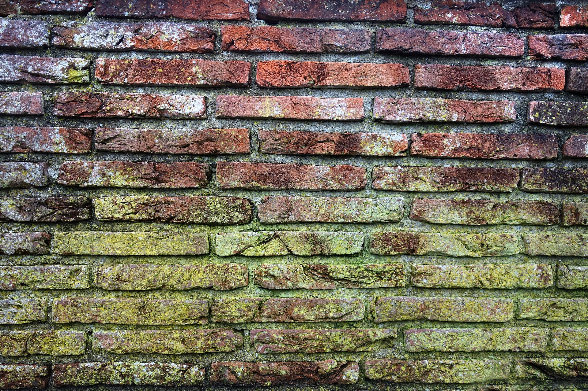 mold growing on a brick wall